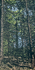 Beyond the Pines by Jennifer Jokhoo