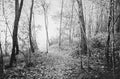 Cassanis Woods by David Whyte