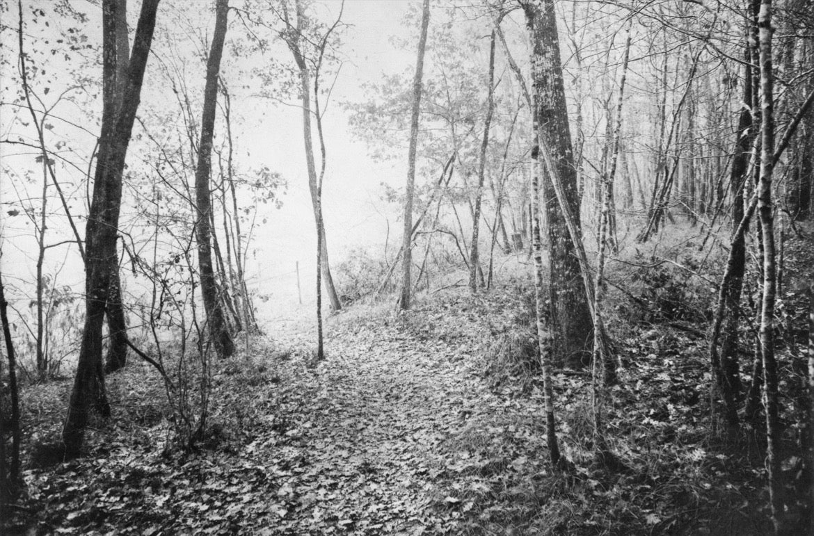 Cassanis Woods by David Whyte